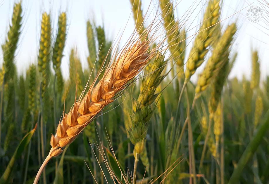 اهمیت میزان بذر مصرفی و تاریخ کاشت گندم و جو